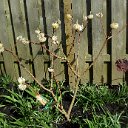 Edgeworthia 